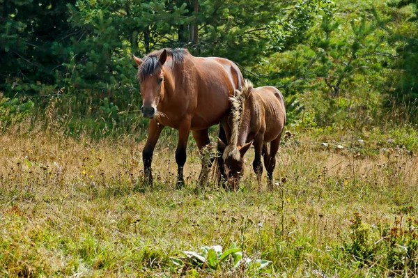 Berglandschap Prachtig Paard Met Paardje Een Herfstweide Plana Berg Bulgarije — Stockfoto