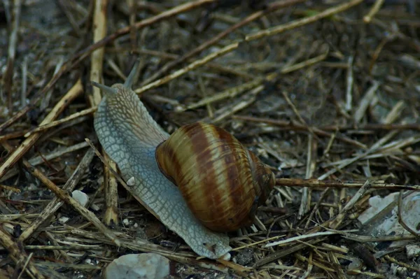 Escargot Spirale Déplace Long Une Prairie Automne Avec Des Restes — Photo