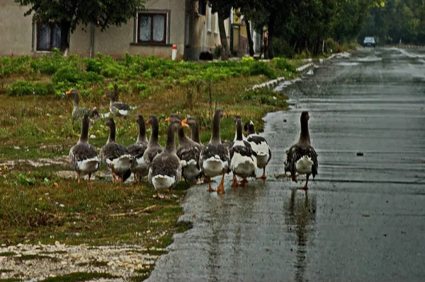 Yağmura şaşıran evcil kaz sürüsü, hızla eve, Zavet, Bulgaristan    