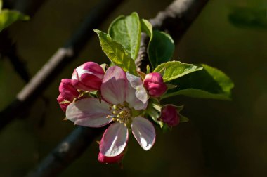  Elma ağacının kırmızı ve beyaz renkleriyle çiçek açan fotoğraf, Sofya ve Bulgaristan 