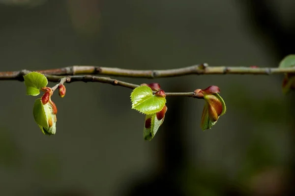 Ветка Липы Новыми Зелеными Листьями Почками Весной София Болгария — стоковое фото