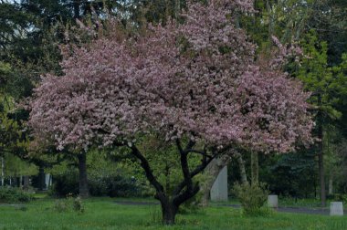  Elma ağacının kırmızı ve beyaz renkleriyle çiçek açan fotoğraf, Sofya ve Bulgaristan 
