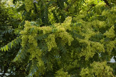 Yaprak ve tohum ağaç cennet veya Ailanthus altissima, Sofia, Bulgaristan 