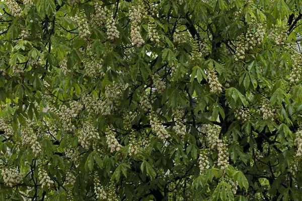 Castanha Branca Aesculus Hippocastanum Árvore Conker Com Flor Folha Sofia — Fotografia de Stock