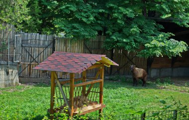 Lama alpaka kahverengi kürklü bir çiftlik bahçesinde yürüyor, Sofya, Bulgaristan 