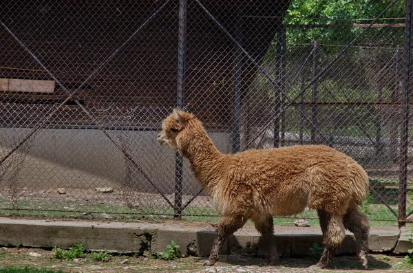 Llama Alpaca Brown Fur Walks Farm Yard Sofia Bulgaria — Stock Photo, Image
