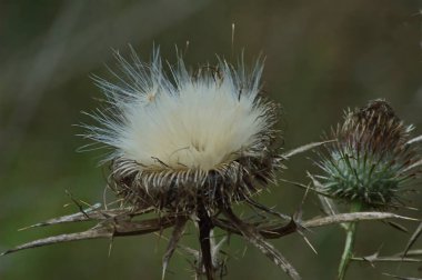 Yaz çayırlarında çiçek açtıktan sonra tohum oluşturan devedikeni veya silybum marianum, Sofya ve Bulgaristan  