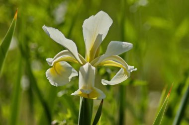 İlkbaharda açan beyaz bir iris çiçeği, Sofya ve Bulgaristan  