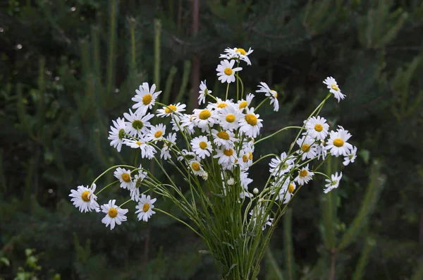 新鮮な野生の花の花束 ブルガリアのプラナ山の森の牧草地で咲くカモミール — ストック写真