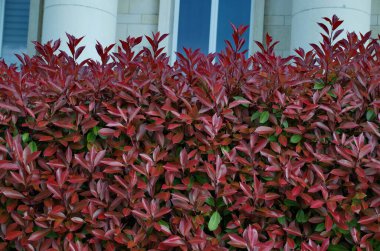 Branches of decorative bush with green old twigs and red young saplings in garden, Sofia, Bulgaria 