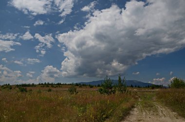 Bulgaristan 'ın Vitosha Dağı' nın arka planında, Plana Dağı 'nda farklı çiçek ve yolların açtığı taze orman çayırları, yabani otlar, 