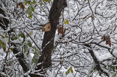 Kuvvetli rüzgarlar ve şiddetli kar yağışlı kar fırtınası sonrasında dallarında küçük kar yığınları olan bir ağaç, Sofya ve Bulgaristan 