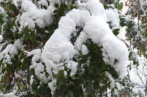 Маленькие снежные заносы на ветвях со свежими листьями после метели с сильными ветрами и сильным снегопадом, София, Болгария 