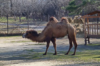 Deve çiftlikte yürüyüşe çıktı, Sofya ve Bulgaristan  