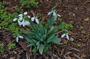 Baharın başlarında bahçede taze beyaz kar damlaları, Sofya ve Bulgaristan 