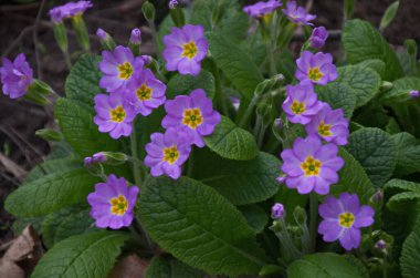 Bir yatakta mor çuha çiçeği veya Primula vulgaris çiçeğinden oluşan küçük bir grup, Sofya, Bulgaristan