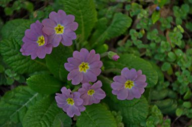Bir yatakta mor çuha çiçeği veya Primula vulgaris çiçeğinden oluşan küçük bir grup, Sofya, Bulgaristan 
