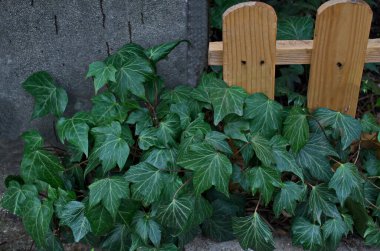 Sarmaşık kaplı bahçe çitlerine yakın plan, Sofya ve Bulgaristan 