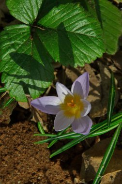 Bahçedeki güzel bahar mor krokusu, Sofya, Bulgaristan  