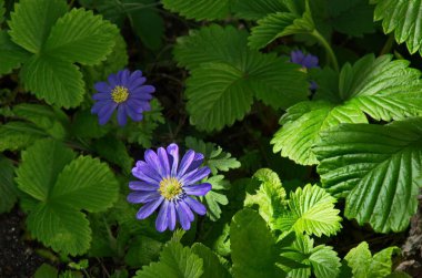 A beautiful garden flower known as blue Felicia amelloides, Lilac chamomile or blue African daisy, Sofia, Bulgaria  clipart
