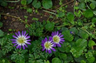 A beautiful garden flower known as blue Felicia amelloides, Lilac chamomile or blue African daisy, Sofia, Bulgaria   clipart