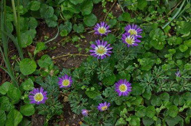 A beautiful garden flower known as blue Felicia amelloides, Lilac chamomile or blue African daisy, Sofia, Bulgaria   clipart