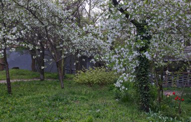 Taze kiraz çiçekli ağaçlar veya Prunus cerasus ve bahçedeki bahar çayırları, Sofya, Bulgaristan 