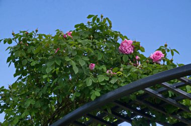 Pembe çiçekli güzel çalıları olan bir gül bahçesinin parçası, Sofya ve Bulgaristan   