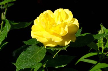 Sarı çiçekli güzel çalıları olan bir gül bahçesinin parçası, Sofya ve Bulgaristan 