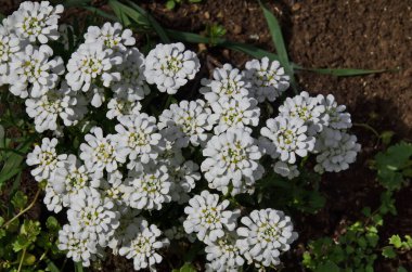 Çiçek açan Candytuft, beyaz taç yaprakları ve yeşil yapraklarla İberis Amara, Sofya ve Bulgaristan manzarası   
