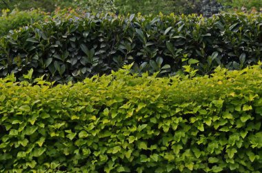 Spirea Sarı Prenses ve Fotoğraf Kırmızı Robin, Sofya, Bulgaristan 'ın doğal arka planı   