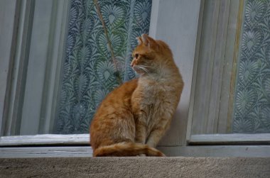 Pencerenin kenarında oturan güzel sarı bir kedi yavrusu yiyecek bekliyor: Sofya, Bulgaristan