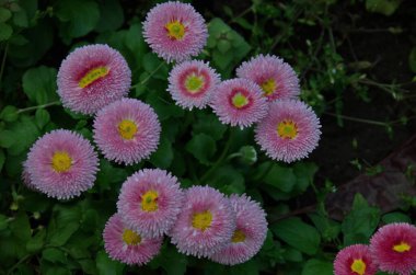 Gül rengi papatya çiçekli bellis perennis papatya, bahçe, Sofya ve Bulgaristan  