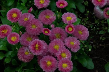 Gül rengi papatya çiçekli bellis perennis papatya, bahçe, Sofya ve Bulgaristan  