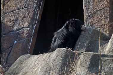 Vahşi siyah ayı kışın ısınmak için güneşin altında oturuyor, Sofya ve Bulgaristan  
