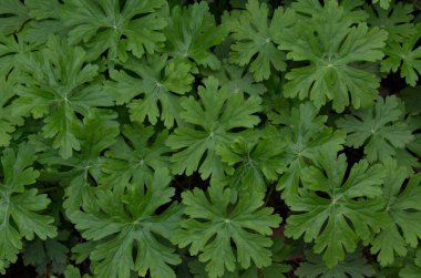 Yeşil sardunyanın doğal arkaplanı veya turna çiçeğinin bahar bahçesindeki gagası, Sofya, Bulgaristan  