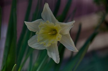 Çiçek açan bir bahar nergisinin manzarası veya sarı kalpli narsis, Sofya, Bulgaristan  