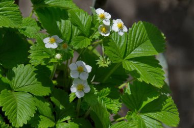 Bulgaristan 'ın başkenti Sofya' da bahar mevsiminde filizlenen yabani çilekler 