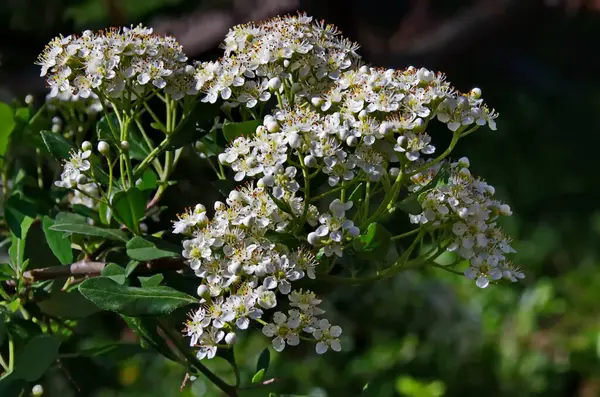 stock image White blossom of Spiraea canescens shrub, selective focus, Sofia, Bulgaria   