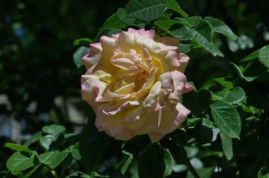 Çiçek açan sarı ve pembe gül çiçeği manzarası, Sofya ve Bulgaristan 