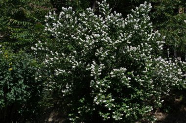 Yazın beyaz çiçekler ve yasemin yeşil yaprakları veya yasemin, Sofya ve Bulgaristan 