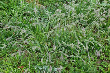 Yaz çayır, Plana dağı ve Bulgaristan 'da sağanak yağış sonrasında sis ve suyun doğal arkaplanı yabani çimenlere düşüyor