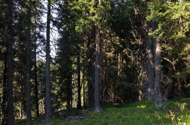 Part of a centuries-old coniferous forest with old and new branches, rock debris and forest glade in Vitosha Mountain, Bulgaria