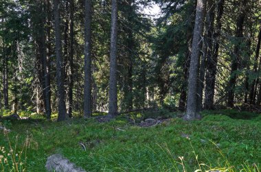 Bulgaristan 'ın Vitosha Dağı' ndaki eski ve yeni dalları, kaya enkazı ve ormanlık arazisi bulunan asırlık bir kozalaklı ormanın parçası