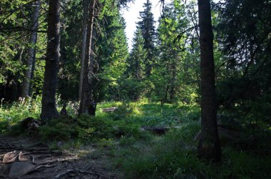 Bulgaristan 'ın Vitosha Dağı' ndaki eski ve yeni dalları, kaya enkazı ve ormanlık arazisi bulunan asırlık bir kozalaklı ormanın parçası