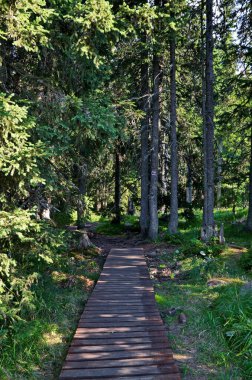 Bulgaristan 'ın Vitosha Dağı' nda eski ve yeni dalları, ahşap bir yolu ve sulu çimlerle dolu bir çayırı olan asırlık bir kozalaklı orman.  
