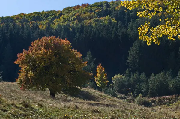 Karışık kozalaklı ve yaprak döken ağaçlardan oluşan çayır ve ormanlarla dolu renkli sonbahar manzarası, Vitosha dağı, Bulgaristan 