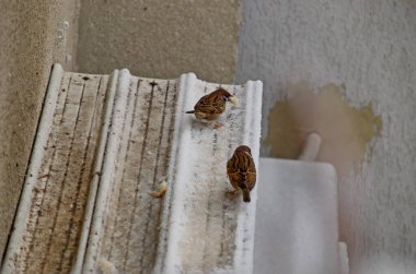 A freezing hungry sparrows find a pieces of bread in the snowstorm, Sofia, Bulgaria  clipart