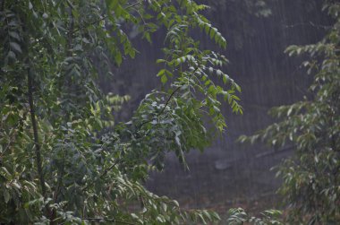 Şiddetli yağmurun doğal arkaplanı yazın bahçedeki yeşil ağaçların tepelerine düşüyor, Sofya ve Bulgaristan