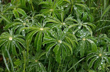 Yağmur sonrasında yapraklara çok su damlayan Galyum kokulu doğal yaz arkaplanı, Sofya ve Bulgaristan